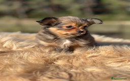 Chihuahua perros en venta: Chi toy pelo largo  - Imagen 2