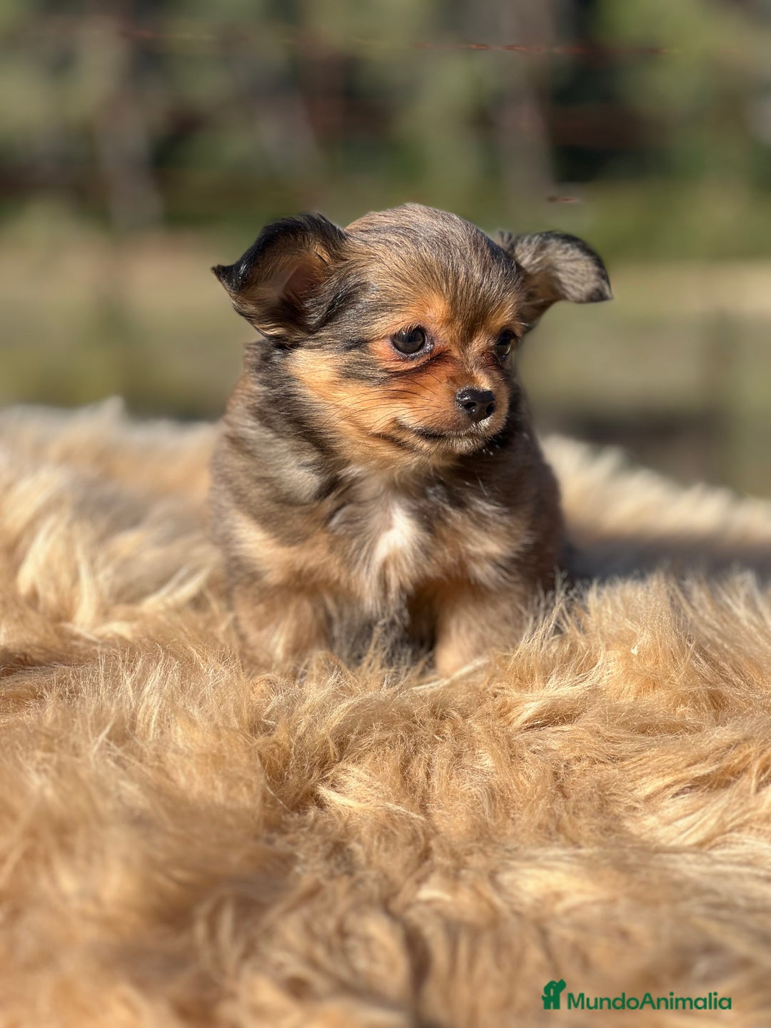 Chihuahua perros en venta: Chi toy pelo largo  - Imagen 2