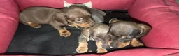 Teckel perros en venta: Teckel Machos y hembras de calidad  - Anuncio 3
