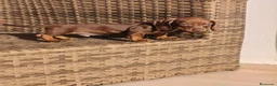 Teckel Miniatura perros en venta: Teckel Mini chocolate hembra y macho  - Anuncio 14