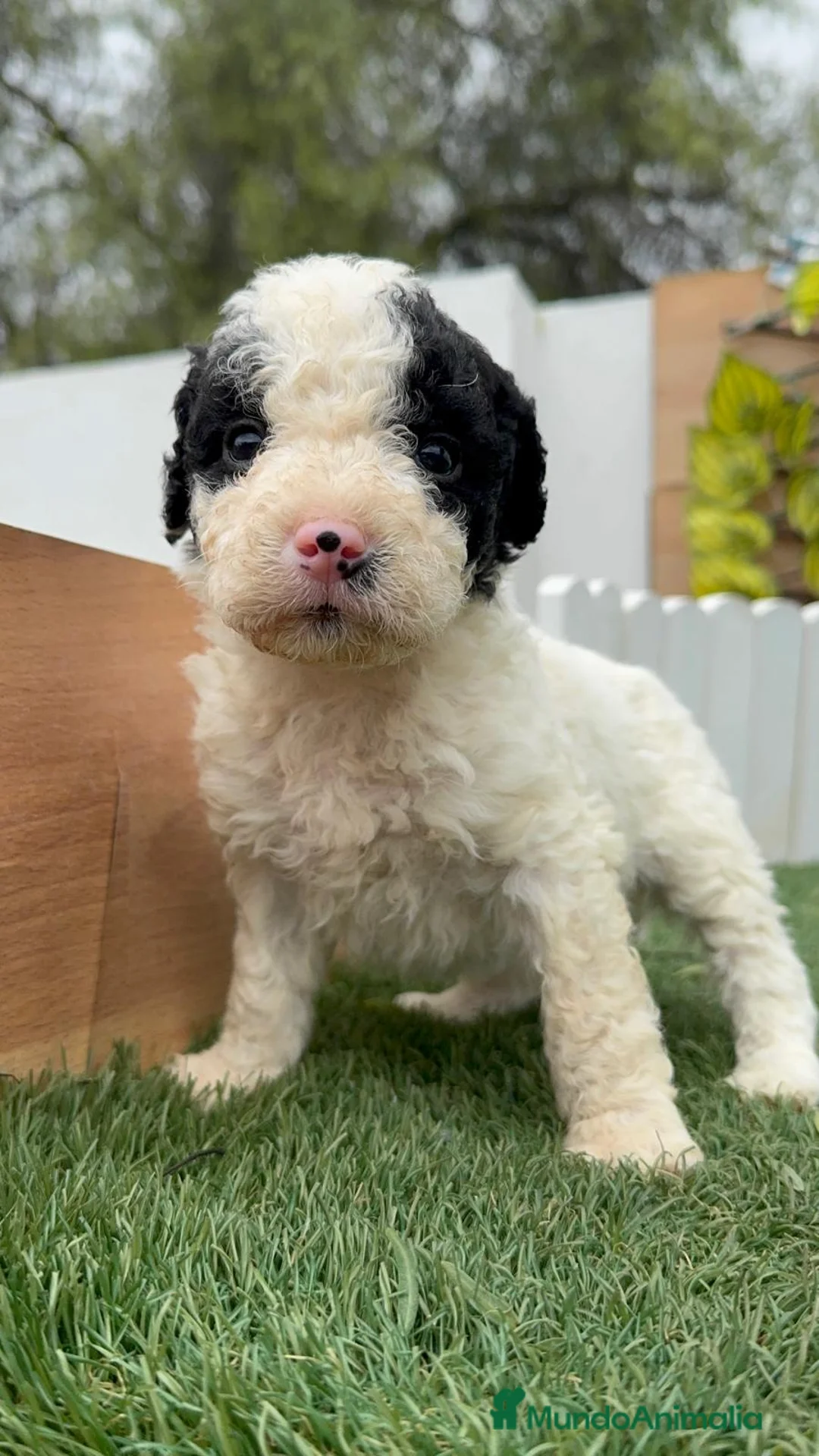 Perro de Agua Español perros en venta: PERRO DE AGUA ESPAÑOL - Anuncio 1