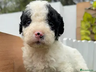 Perro de Agua Español perros PERRO DE AGUA ESPAÑOL - Anuncio 1