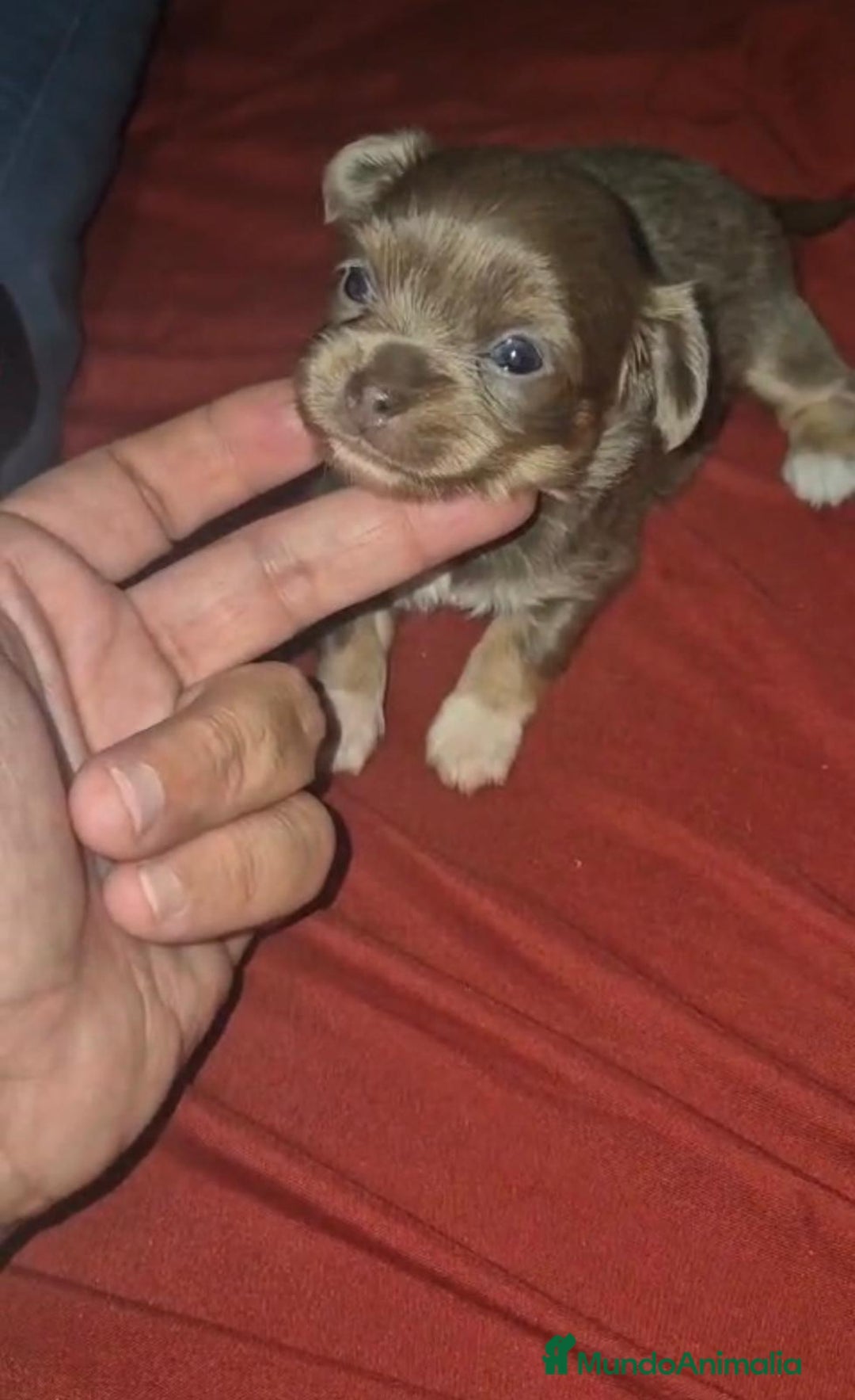 Chihuahua perros en venta: Chihuahua toy lilac pelo largo - Imagen 5