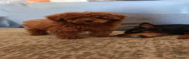 Caniche Toy 2