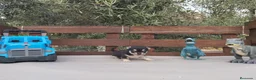 Chihuahua perros en venta: CHIHUAHUAS TOYS CABEZA de 🍎🍎 🥰🥰🥰 - Anuncio 4