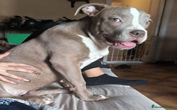 American Bully perros en venta: American Bully XL - Imagen 5