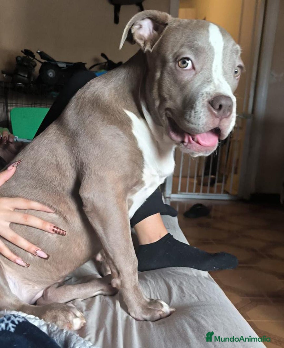 American Bully perros en venta: American Bully XL - Imagen 5