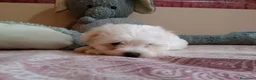 Bichón Maltés perros en venta: PRECIOSOS BICHON MALTES  LINEA TOY  - Anuncio 11