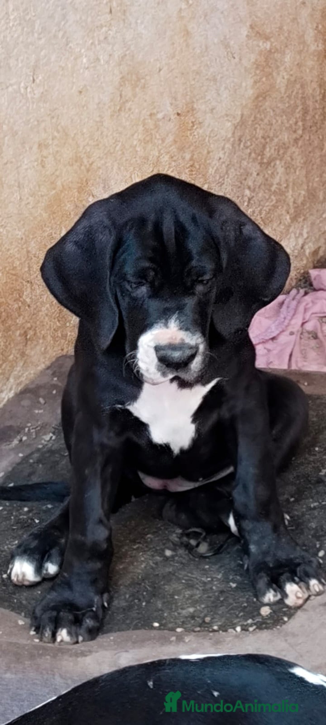 Dogo Alemán perros en venta: Preciosa camada de dogo alemán hembras  - Imagen 17