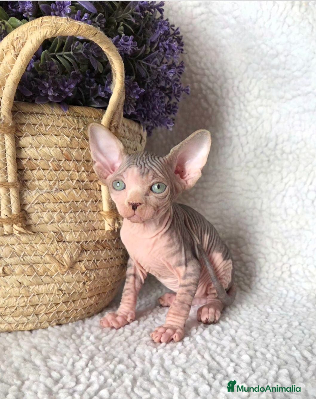 Sphynx gatos Gatito Sphynx  - Anuncio 1