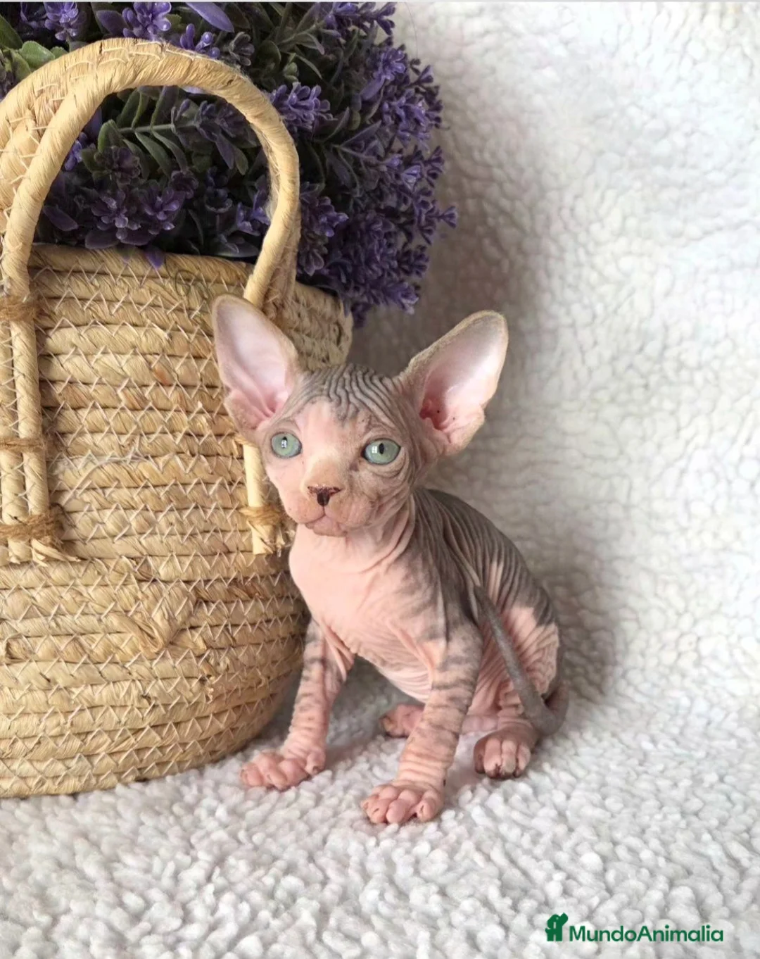 Sphynx gatos en venta: Gatito Sphynx  - Anuncio 1