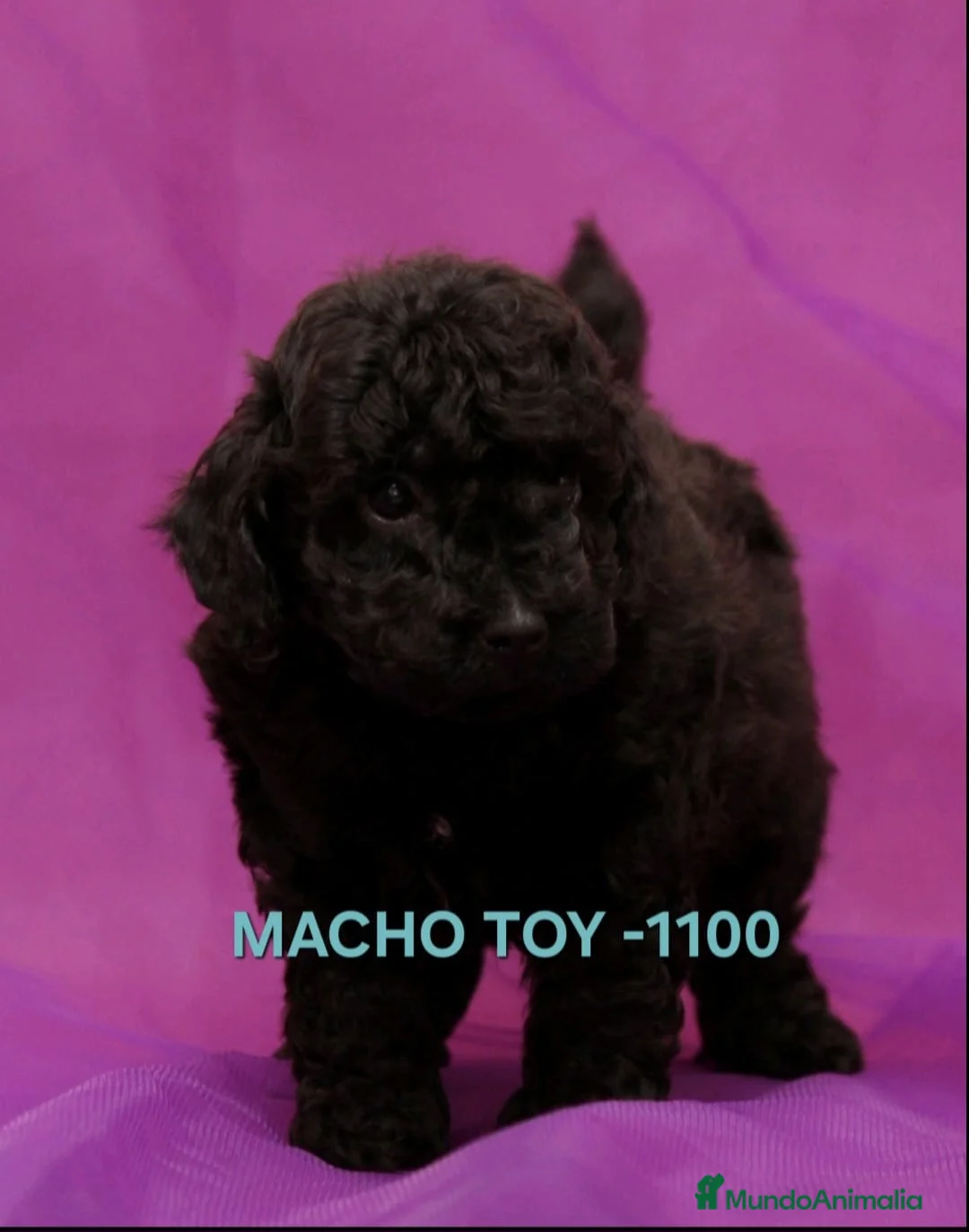 Caniche Toy perros en venta: Cachorros caniche toy - Anuncio 8