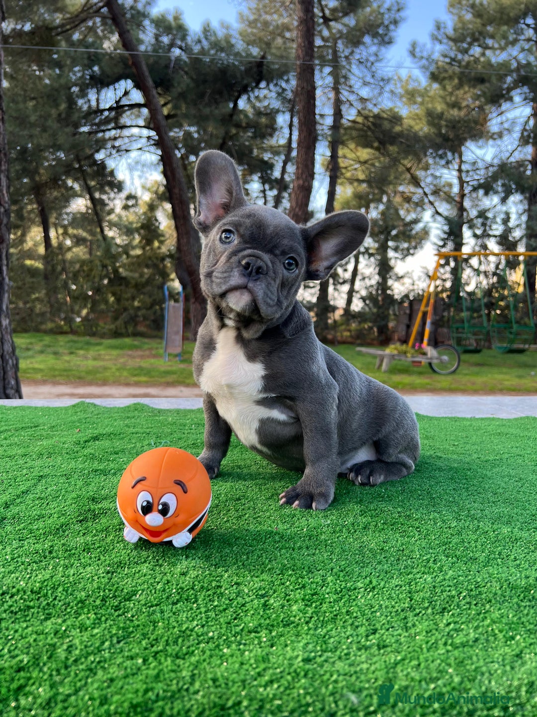 Bulldog Francés perros en venta: Bulldog francés blue y merles - Anuncio 3