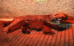 Perro de Agua Español perros en venta: Perro de agua  - Anuncio 1