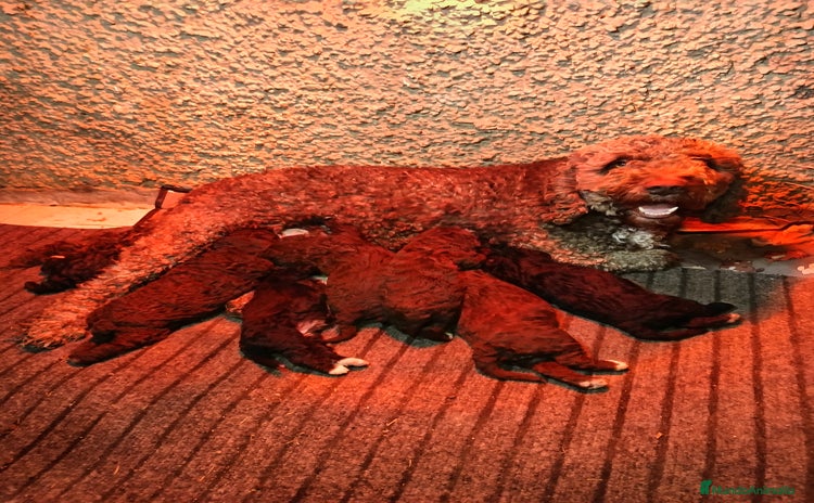 Perro de Agua Español perros Perro de agua  - Anuncio 1