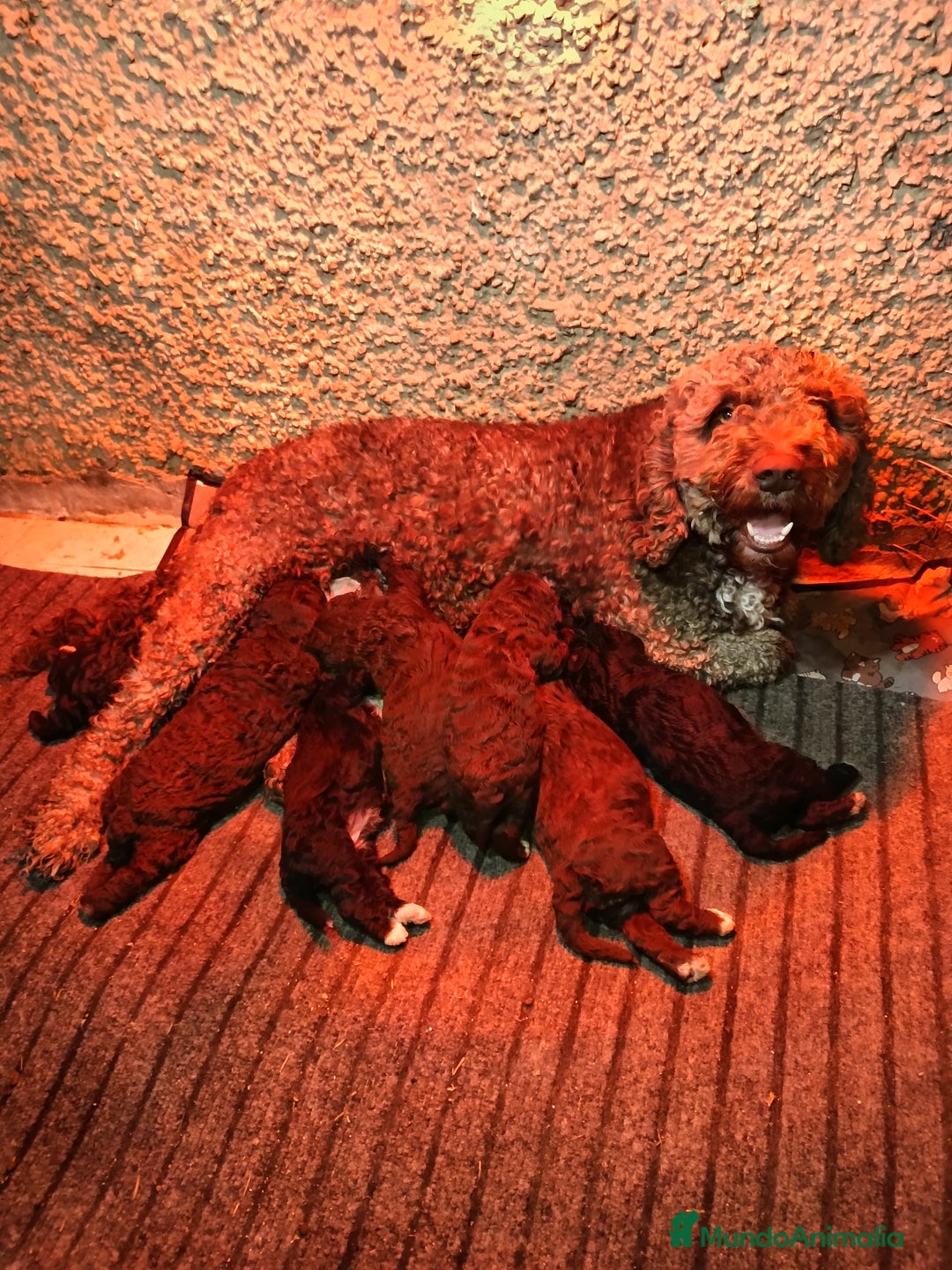 Perro de Agua Español perros en venta: Perro de agua  - Anuncio 1