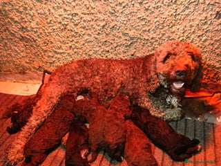 Perro de Agua Español perros Perro de agua - Anuncio 1