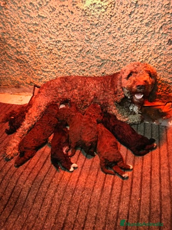 Perro de Agua Español perros Perro de agua - Anuncio 1