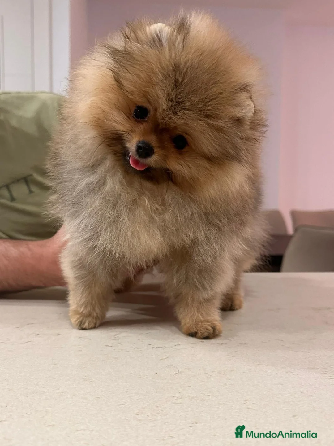 Pomerania perros en venta: BEBES POMERANIA SUPER MINIATURAS en Málaga - Anuncio 8