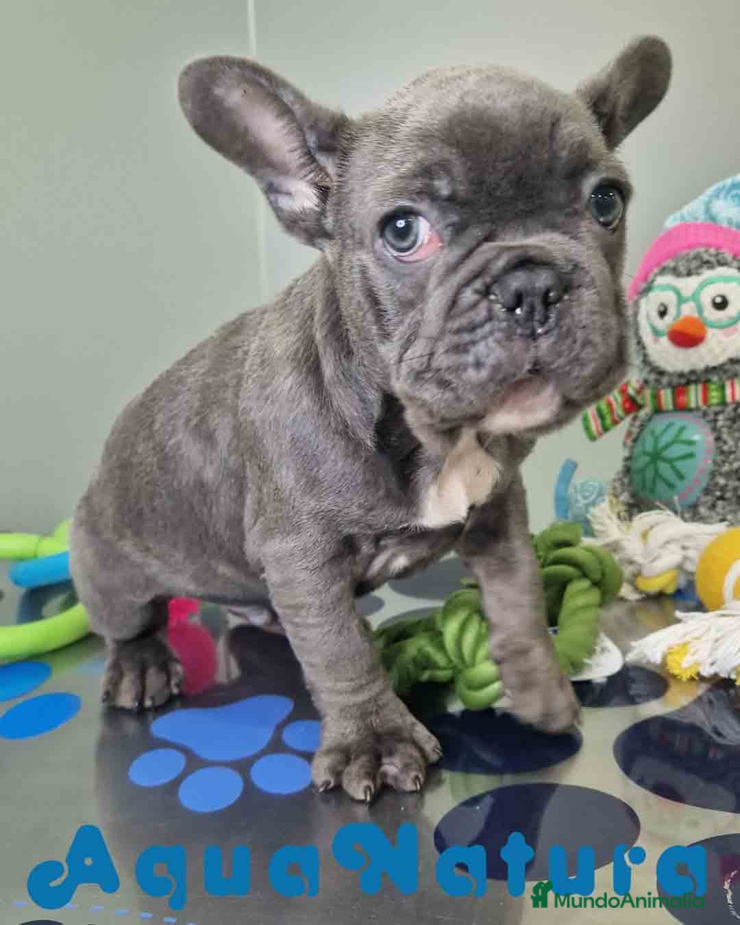 Bulldog Francés perros en venta: Bulldog Frances Macho CJMM 2663 AQUANATURA - Anuncio 5