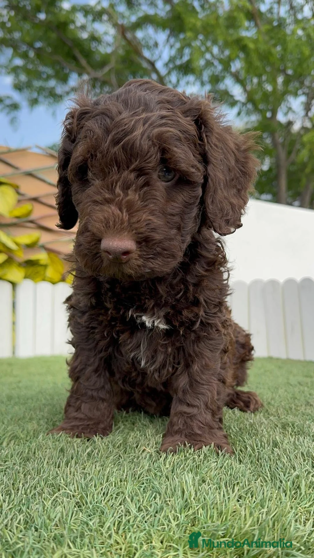 Perro de Agua Español perros en venta: PERRO DE AGUA  - Anuncio 9