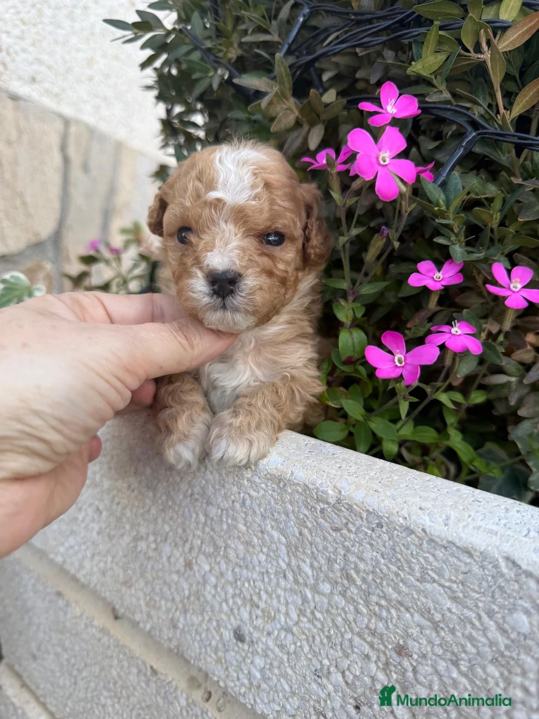 Maltipoo perros en venta: Maltipoo Toy Particolor  - Anuncio 2