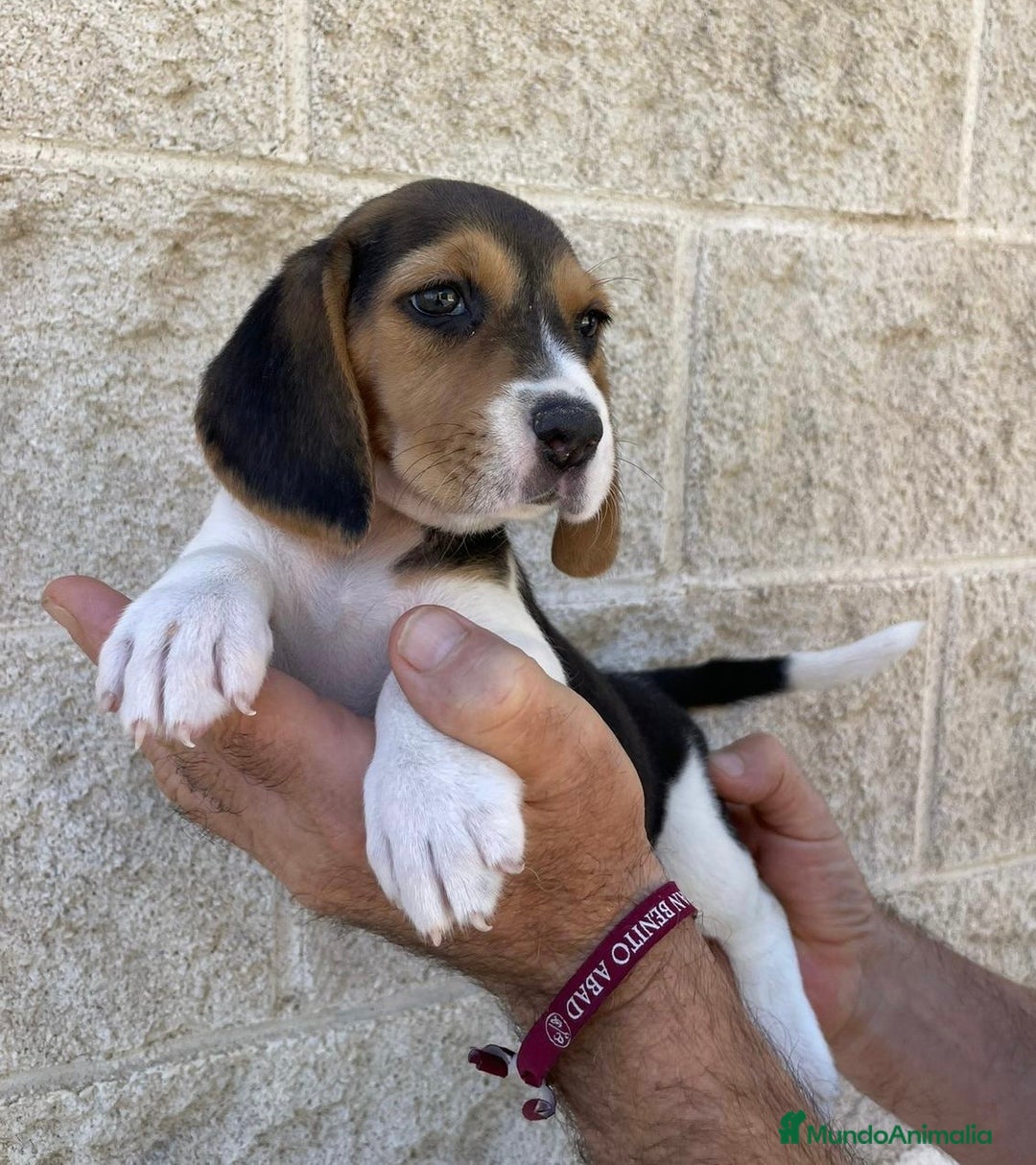 Beagle perros en venta: CACHORROS DE BEAGLE - Imagen 1