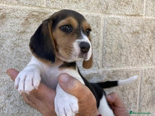 Beagle perros - Anuncio 4
