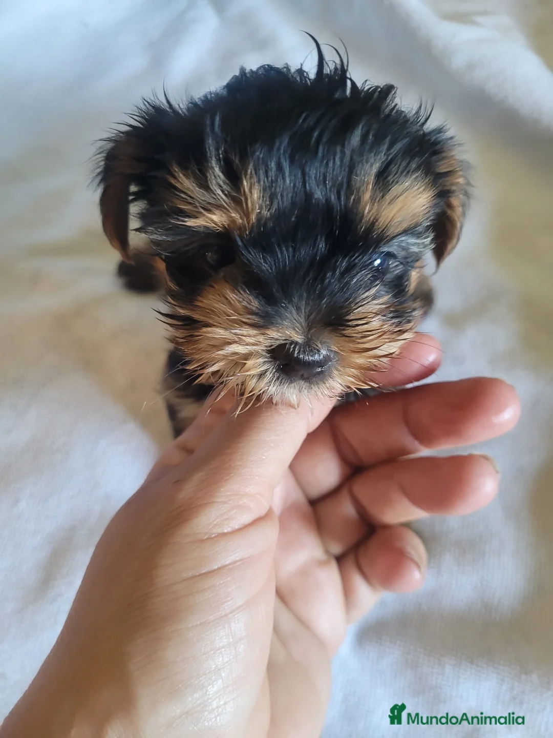Yorkshire Terrier perros en venta: Yorkshire terrier Toy  - Anuncio 8
