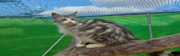 Maine Coon gatos en venta: Maine coon - Anuncio 3