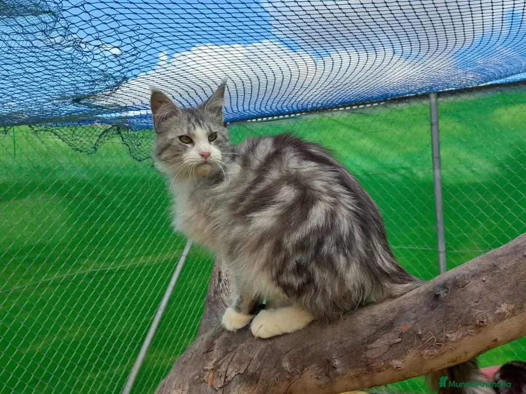 Maine Coon gatos en venta: Maine coon - Anuncio 3