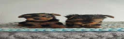 Yorkshire Terrier perros en venta: Yorkshire miniatura  - Anuncio 2