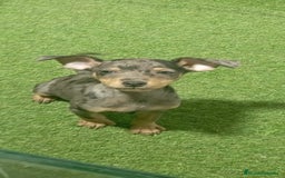 Pinscher Miniatura perros en venta: MINI PINCHER - Imagen 1