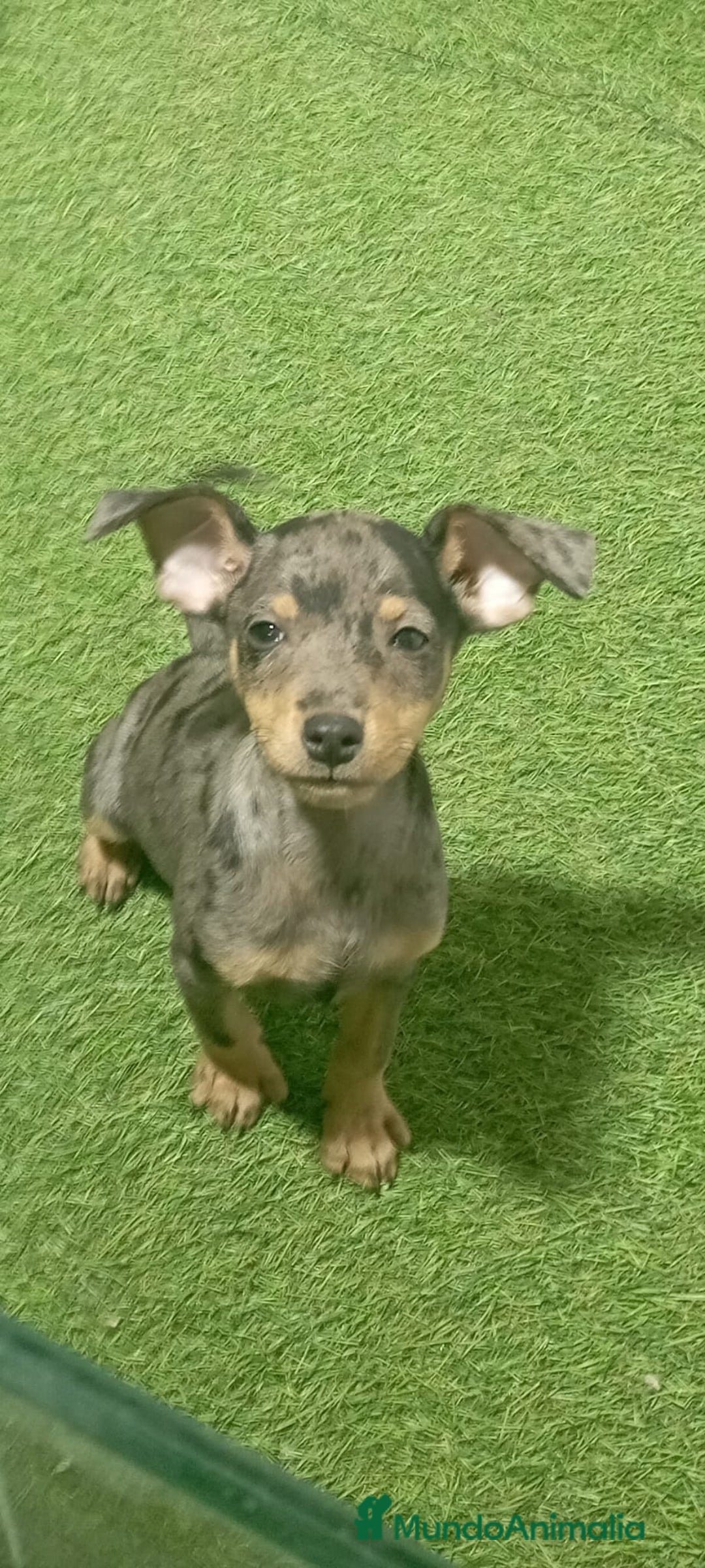 Pinscher Miniatura perros en venta: MINI PINCHER - Imagen 1