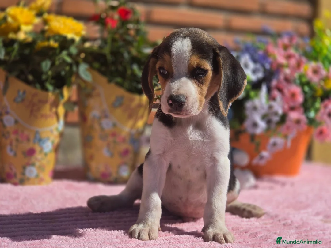 Beagle perros en venta: Beagle. Machos - Anuncio 2