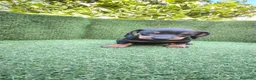 Teckel Miniatura perros en venta: teckel miniatura arlequín y varios colores  - Anuncio 10
