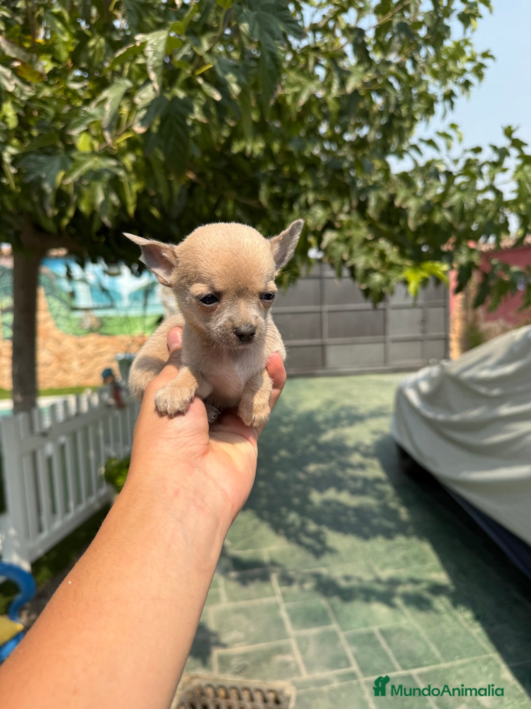 Chihuahua perros en venta: Excelentes chihuahuas - Imagen 7
