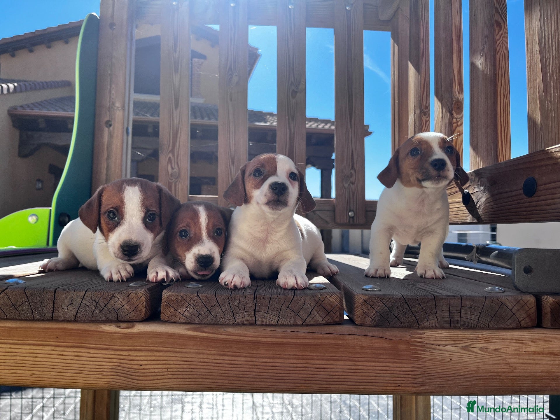Jack Russell Terrier perros Jack russell  - Anuncio 1