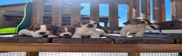 Jack Russell Terrier perros en venta: Jack russell  - Anuncio 1