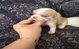 Chihuahua perros en venta: Chihuahua toy colores exóticos pelo largo y corto  - Imagen 2