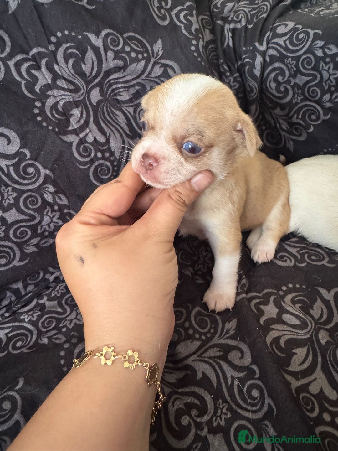 Chihuahua perros en venta: Chihuahua toy colores exóticos pelo largo y corto  - Imagen 2