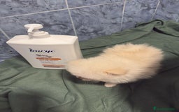 Pomerania perros en venta: Lulu pomerania mini toy  - Imagen 5