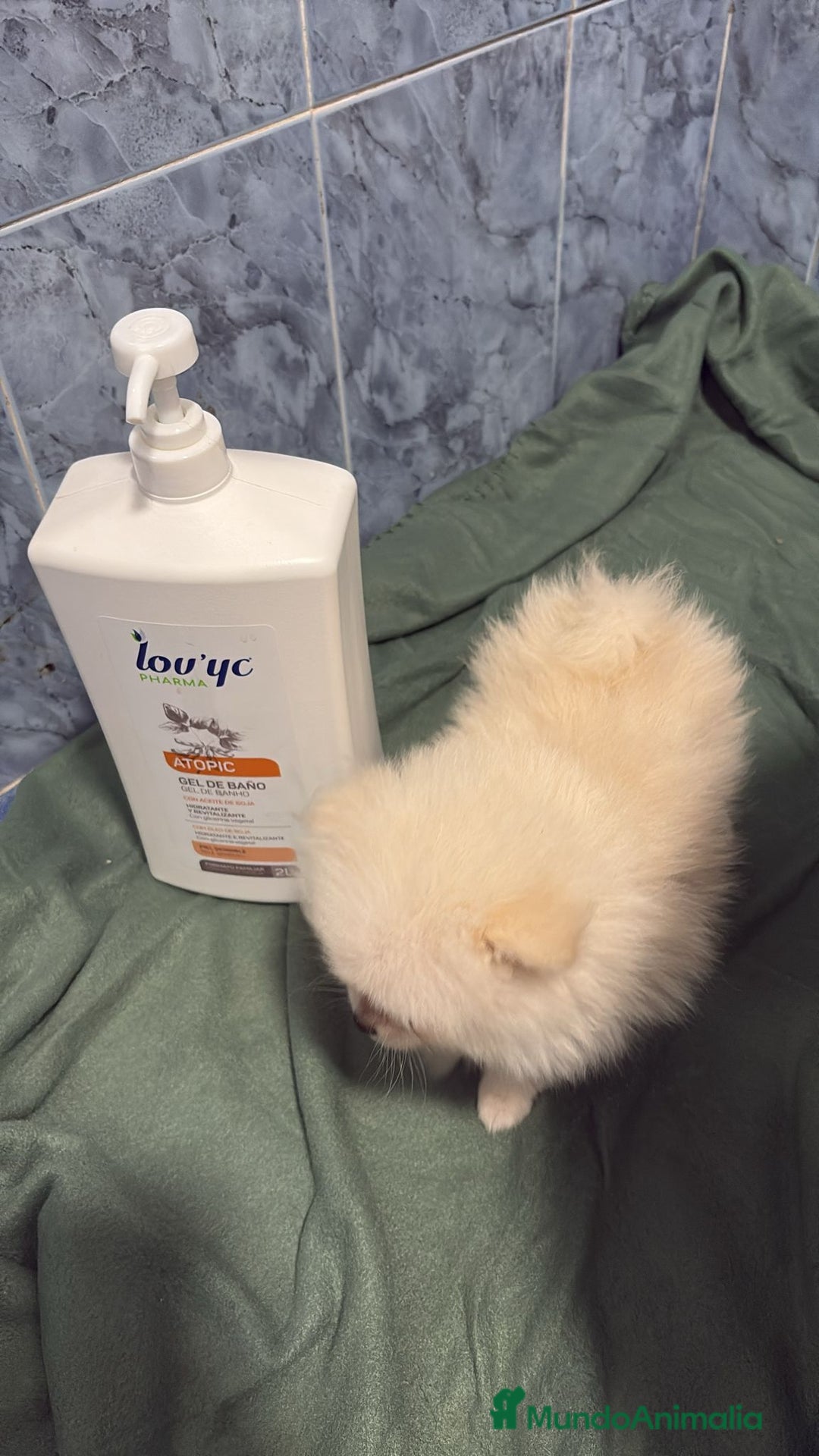 Pomerania perros en venta: Lulu pomerania mini toy  - Imagen 5