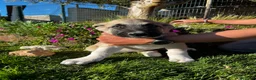 Mastín Español perros en venta: Mastin  - Anuncio 16