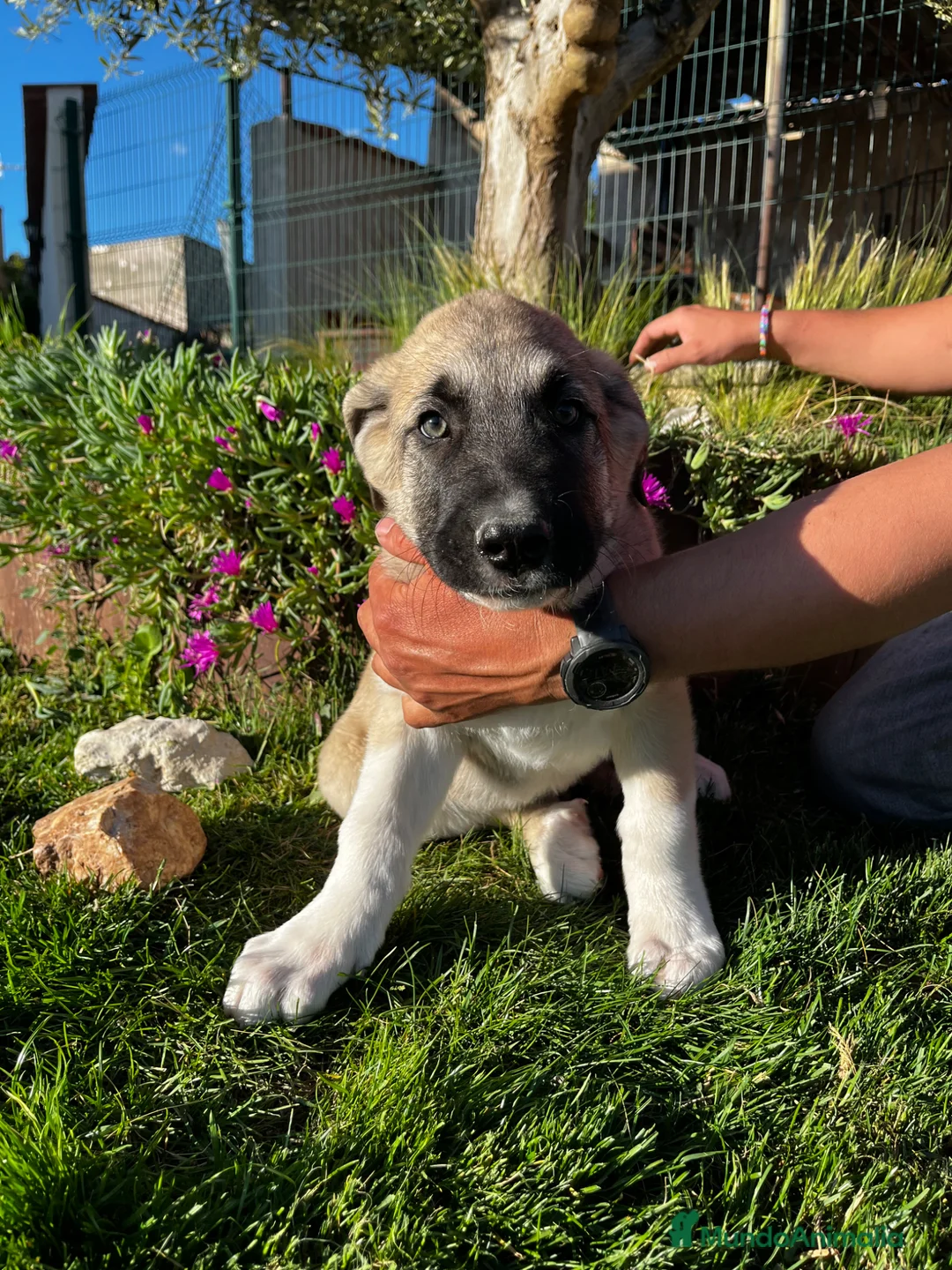 Mastín Español perros en venta: Mastin  - Anuncio 16