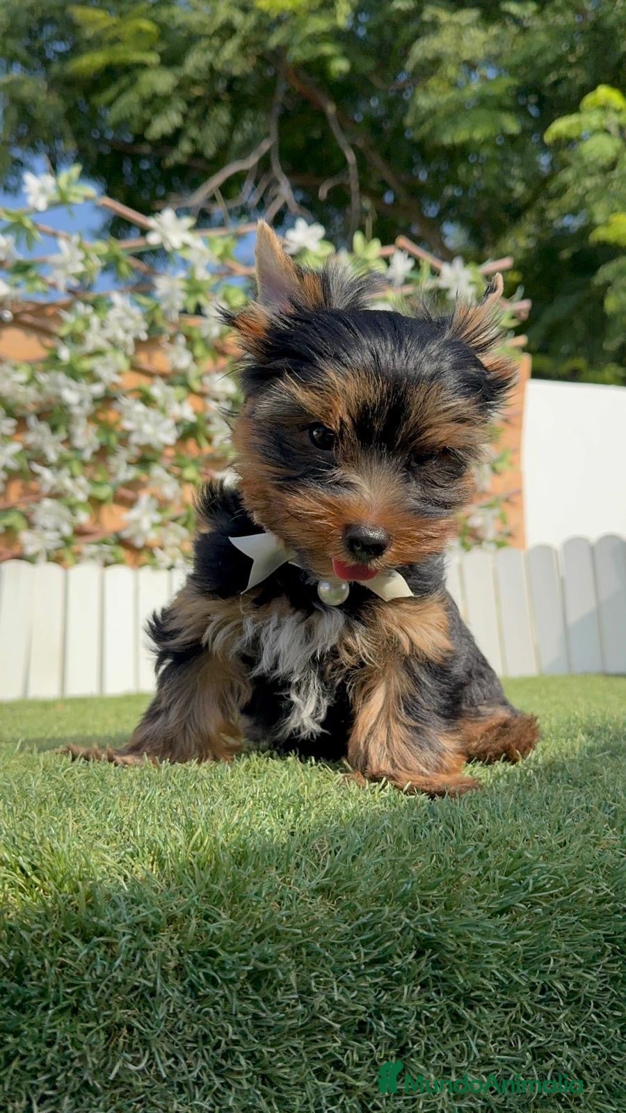Yorkshire Terrier perros YORKSHIRE TERRIER - Anuncio 2