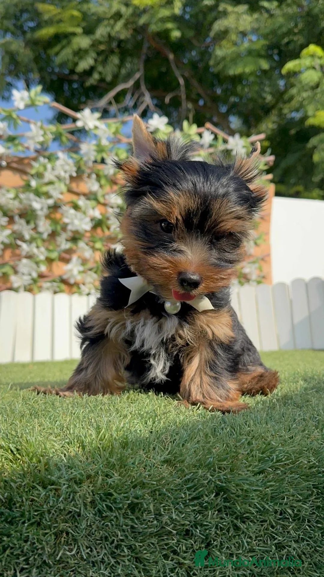 Yorkshire Terrier perros en venta: YORKSHIRE TERRIER - Anuncio 1
