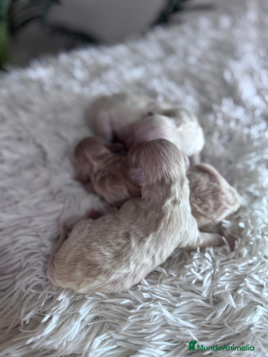 Maltipoo perros en venta: MALTIPOO  - Anuncio 6