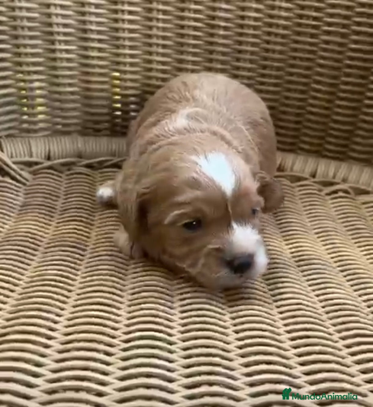 Maltipoo perros Venta de maltipoo toy nacionales - Anuncio 2