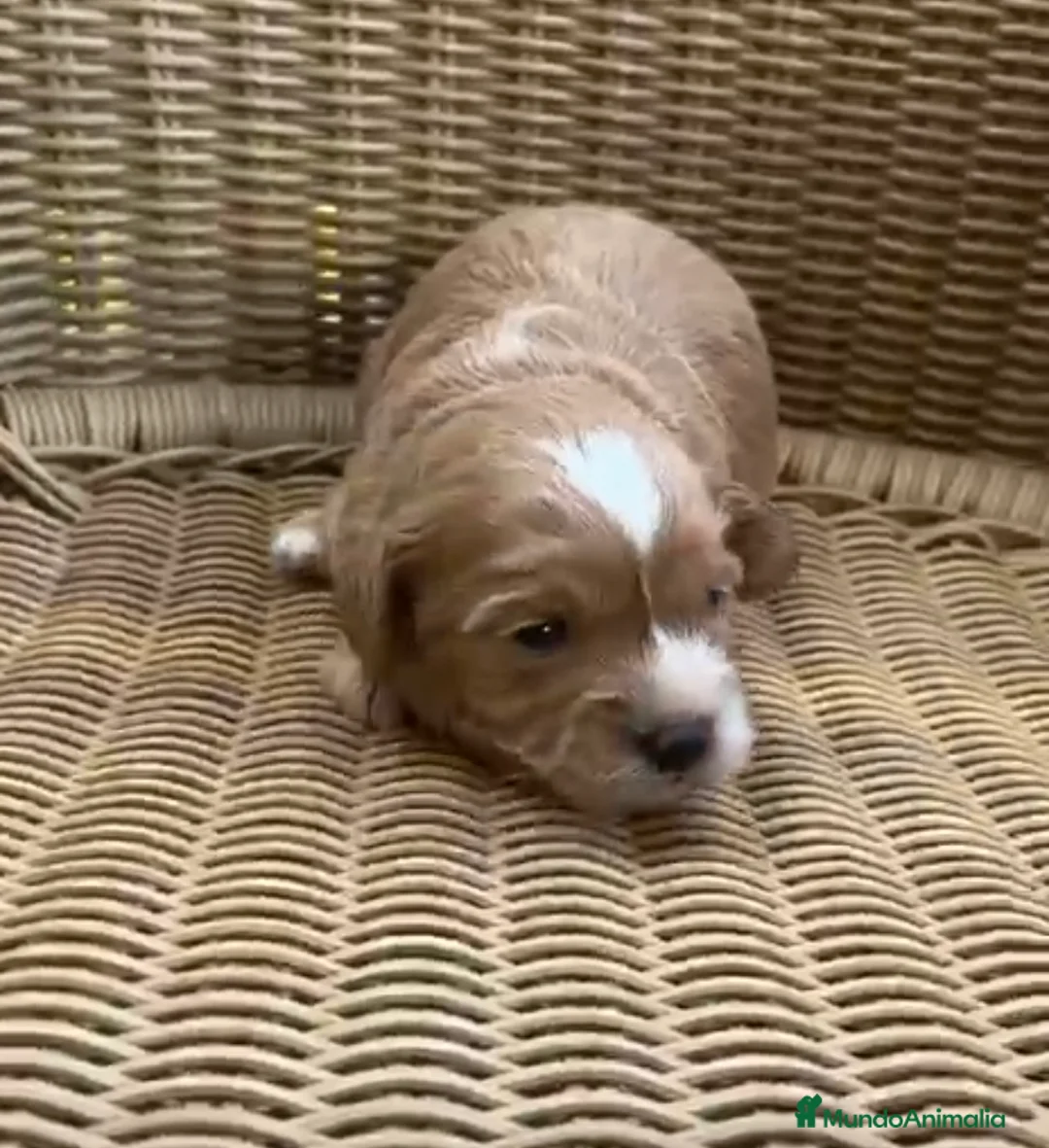 Maltipoo perros en venta: Venta de maltipoo toy nacionales - Anuncio 2